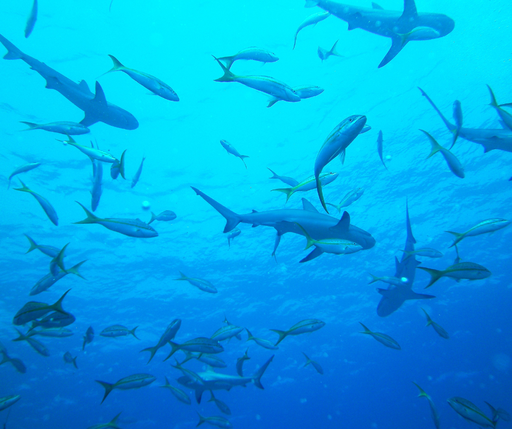 Waspada: Ketika Tim Kepemimpinan Terlihat Baik-Baik Saja, tapi Sebenarnya Disfungsional